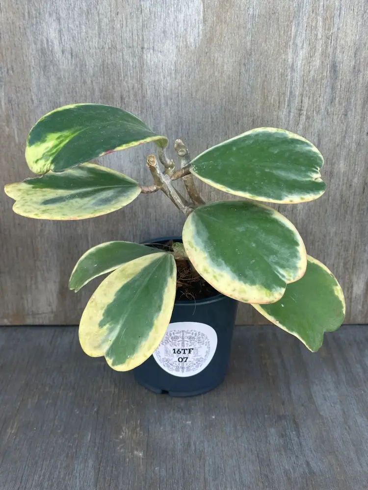 Hoya 'Kerri Splash' (16TFM07)