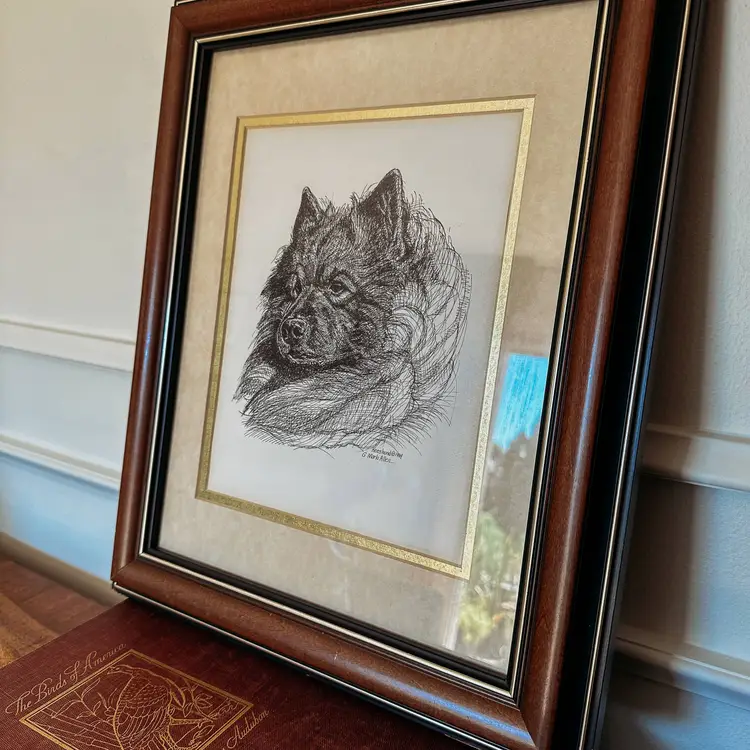 Vintage Keeshond Dog Line Drawing