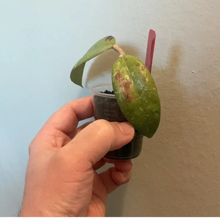 Hoya AH 001 ‘Vietnam’ (Red)