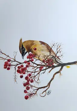 Cedar Waxwing Original Watercolor Painting Signed By The Artist 5x7