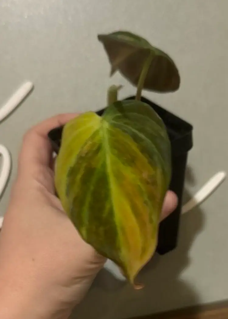 Philodendron Pink Aurea Micans