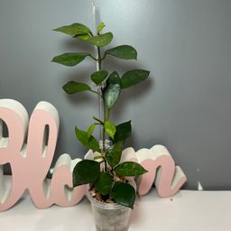 68 Lacunosa ‘sp Java’