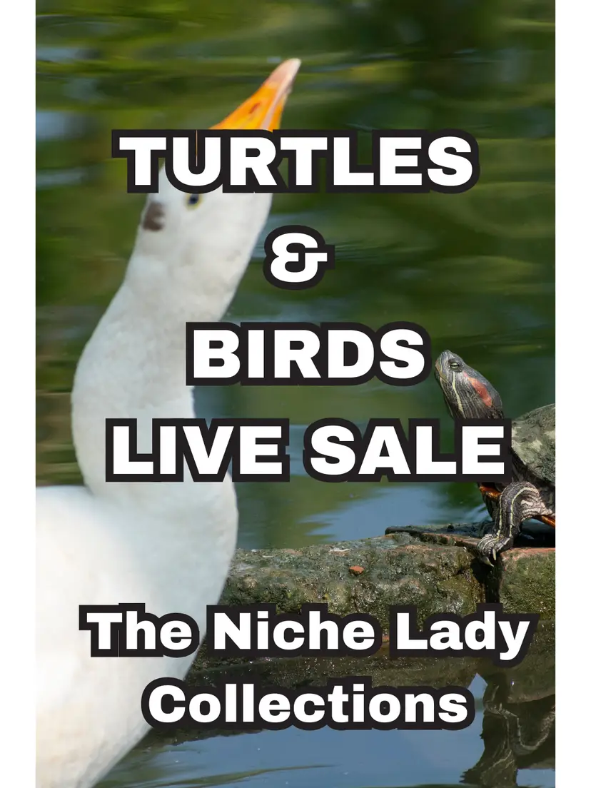 Livestream thumbnail