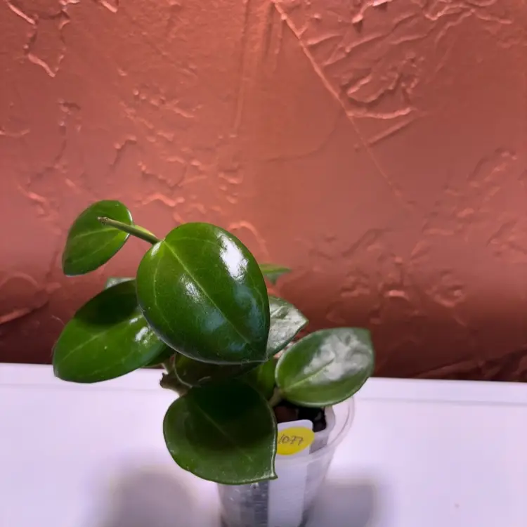 1077 Hoya ‘Swiffer’s Mood’