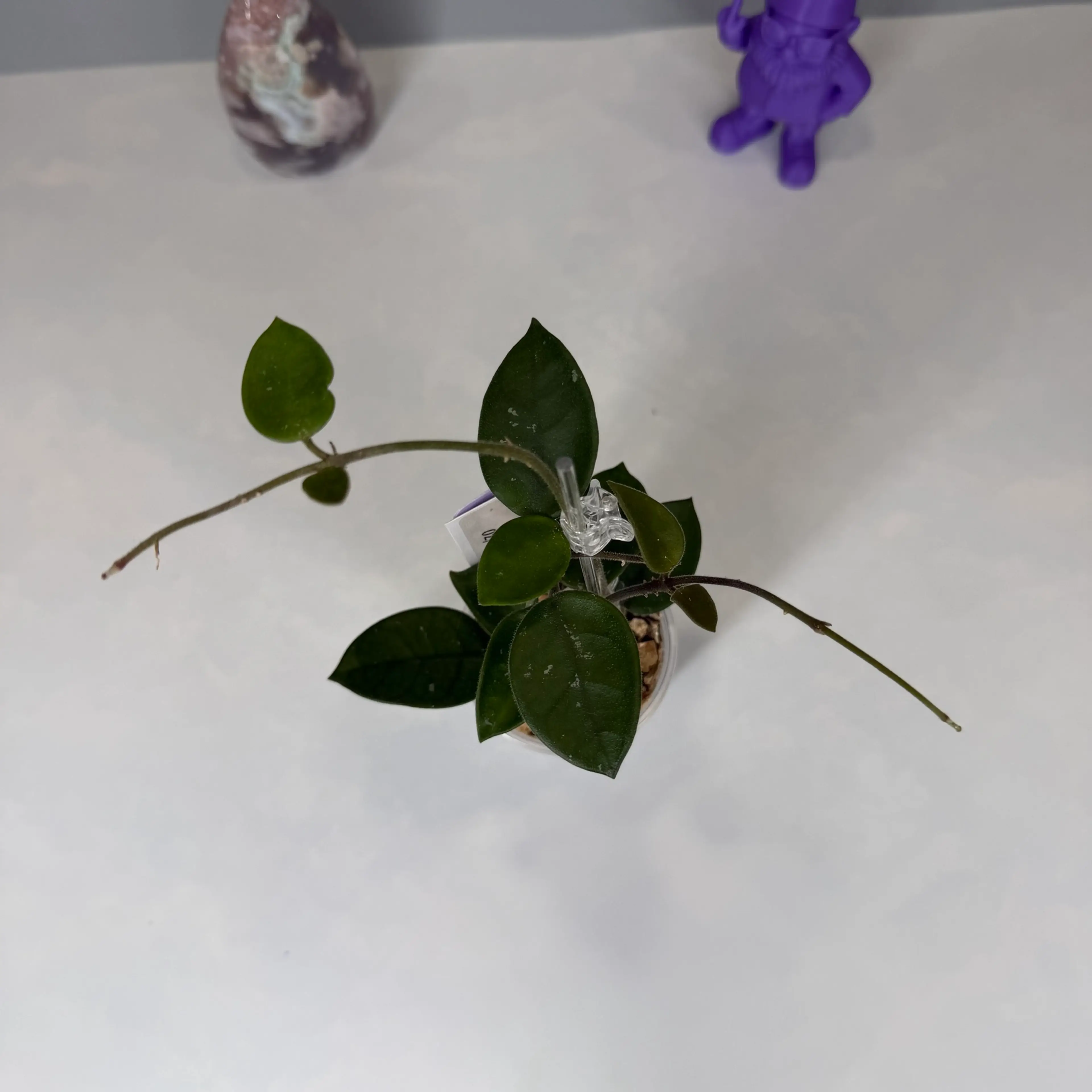 Image 2 of 2