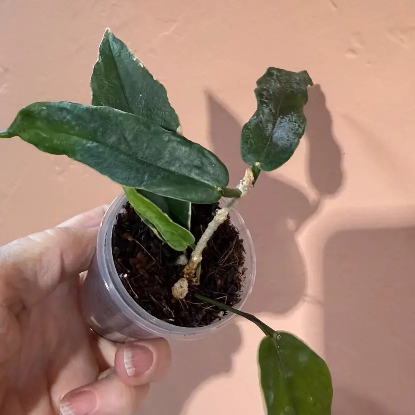 Kenejiana outer variegated