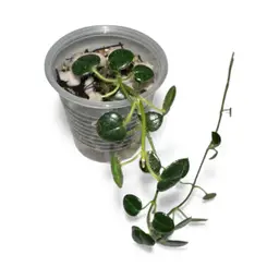 Papuahoya oreosparte