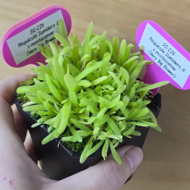 SC-226 Pinguicula Sumidero II x moctezumae (Very Big Flower)