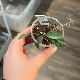 0127 Lima splash going silver