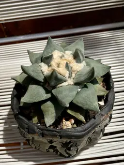 Ariocarpus Retusus