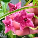 lynguyen