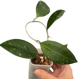 40. Queen Elizabeth II