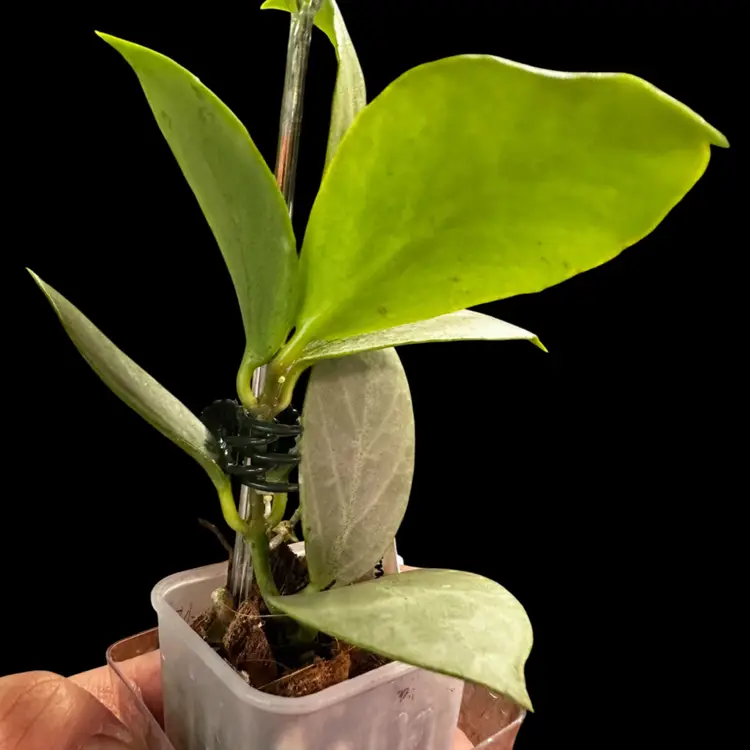 Hoya obscura ‘Cryptic Chrome’ (CML-09-21-A)