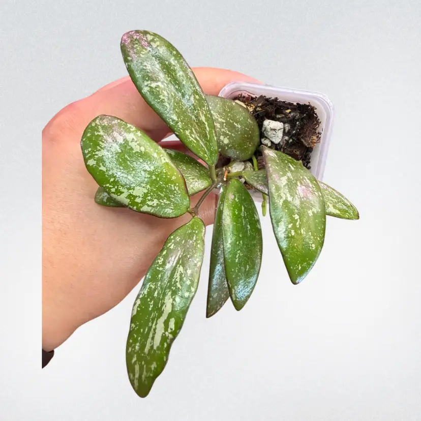 Hoya GPS 7940 ‘Olive leaf’