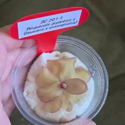 SC-201-1 Pinguicula gigantea x (laueana x emarginata)