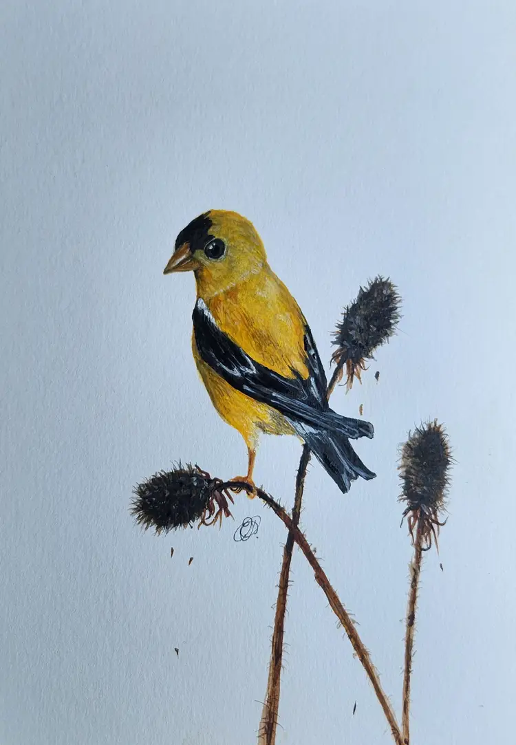 American Goldfinch Original Watercolor Painting Signed By The Artist 5x7 Free Shipping