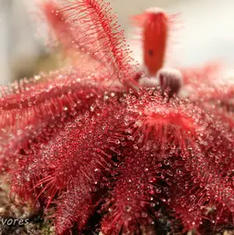 Drosera Graomogolensis - Live Carnivorous Plant, Sundew