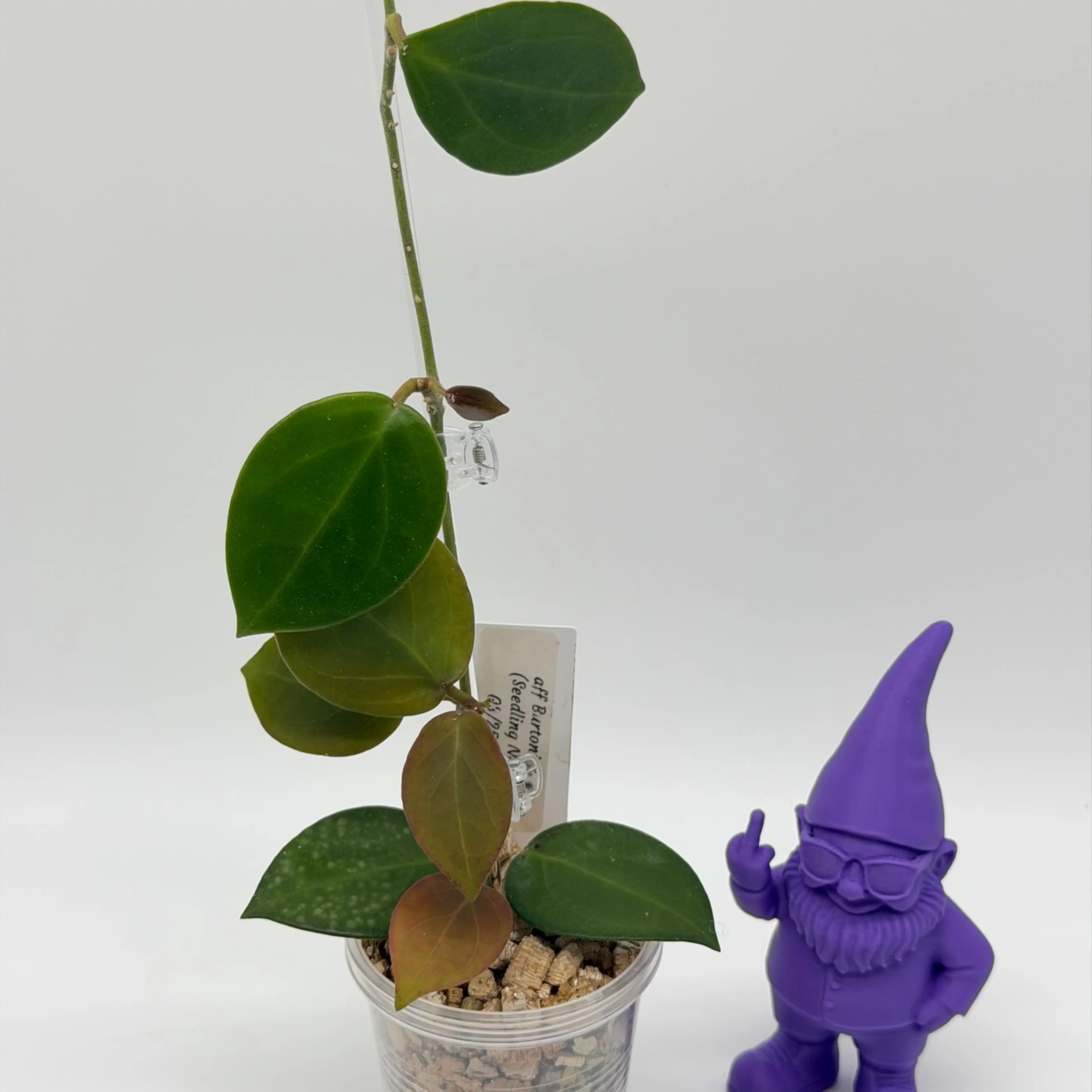 Image 2 of 2