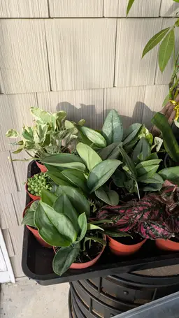 #01 - Scinapsus Moonlight 4"