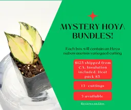 Holiday Hoya Bundle!