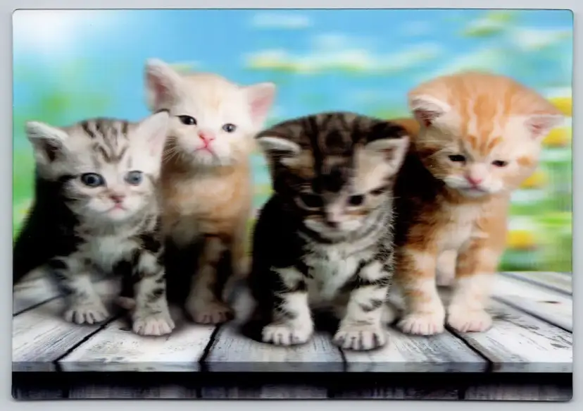Postcard Cats on Wooden Deck 3D Lenticular Felis catus Kittens - 11920