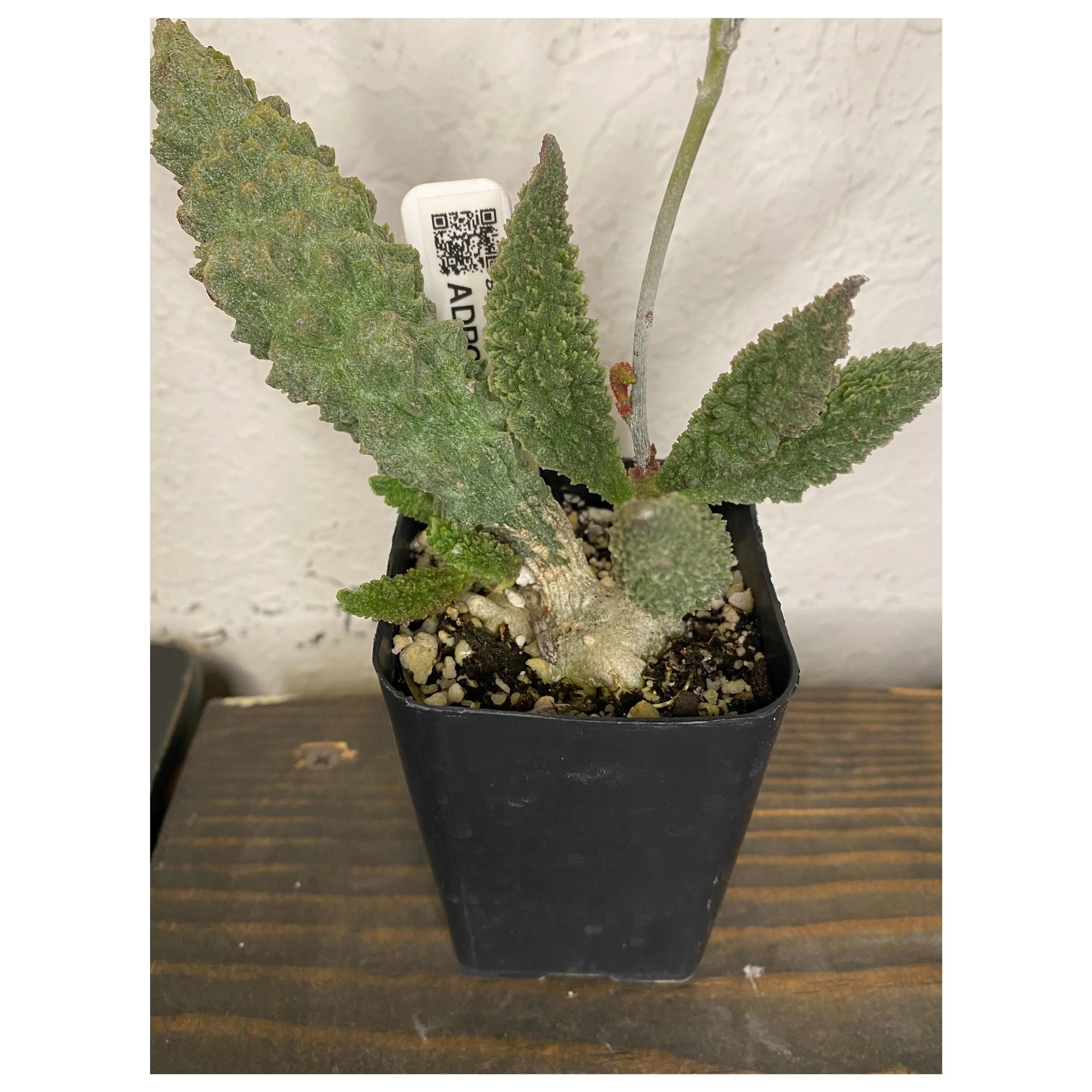 Image 1 of 7