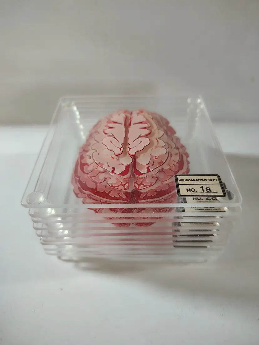 Original Neuroanatomy Dept Brain Slide, 10 Pc Glass Coaster Set