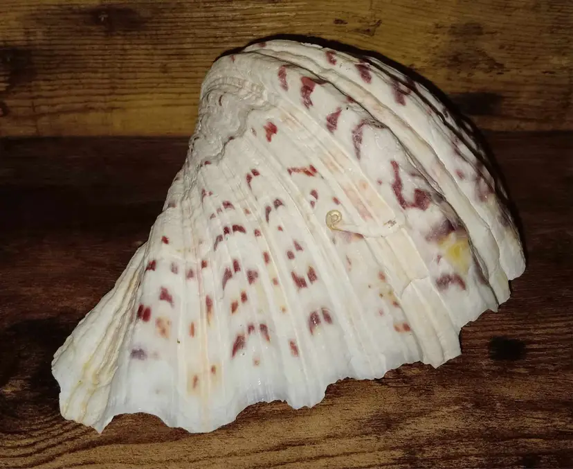 Beautiful Natural Seashell