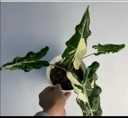 #01 (1 Unit) Alocasia Sarian Albo Variegated Tissue Culture