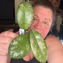 Leoensis OP (KRB not Beth)