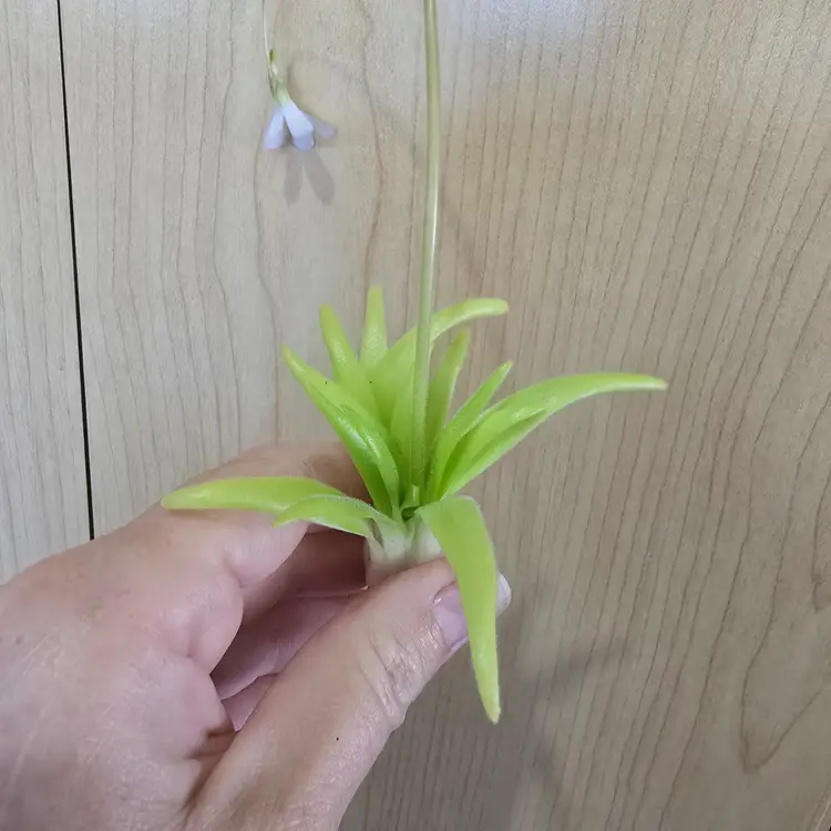 Pinguicula (heterophylla x medusina) x gigantea white flower