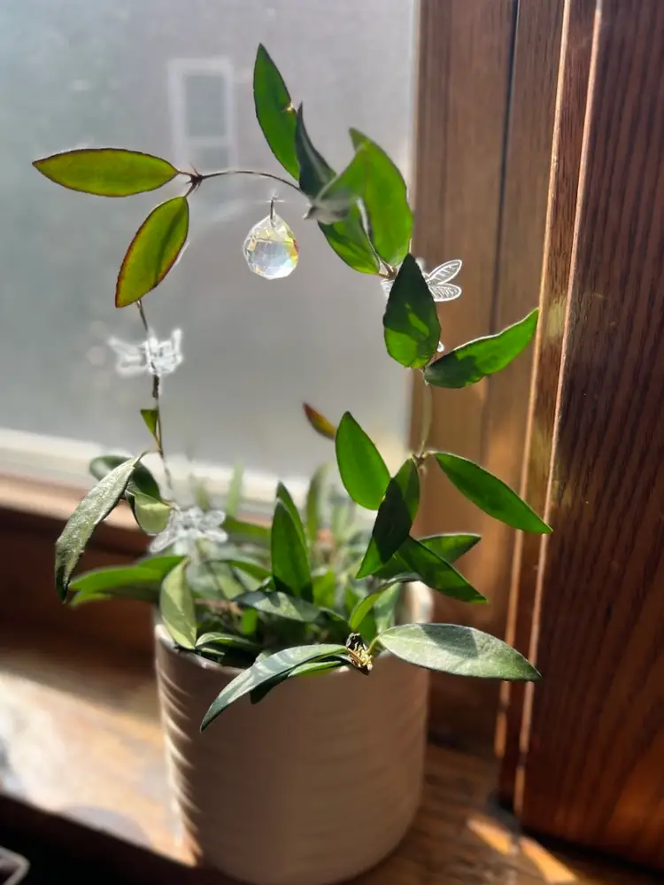 Unique Creations for Plants, Crystals & Home