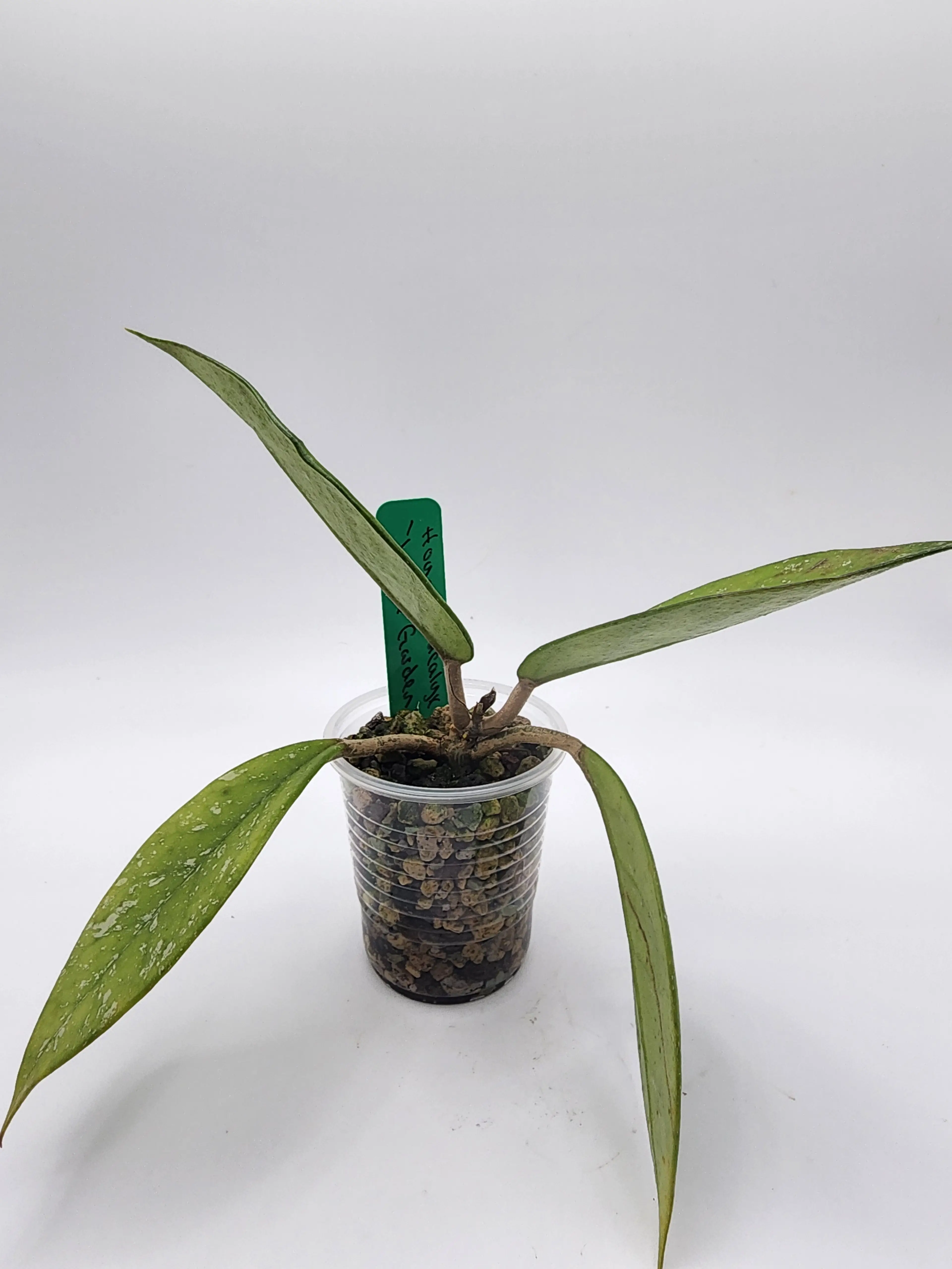 Image 2 of 4