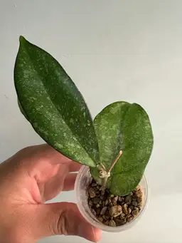 Hoya crassipetiolata x Michelle clone 7