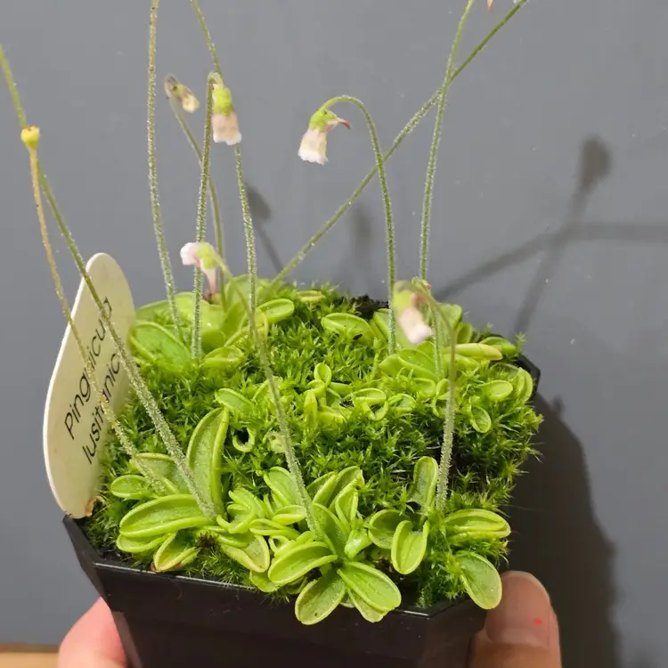 SEEDS Pinguicula lusitanica (TEMPERATE)