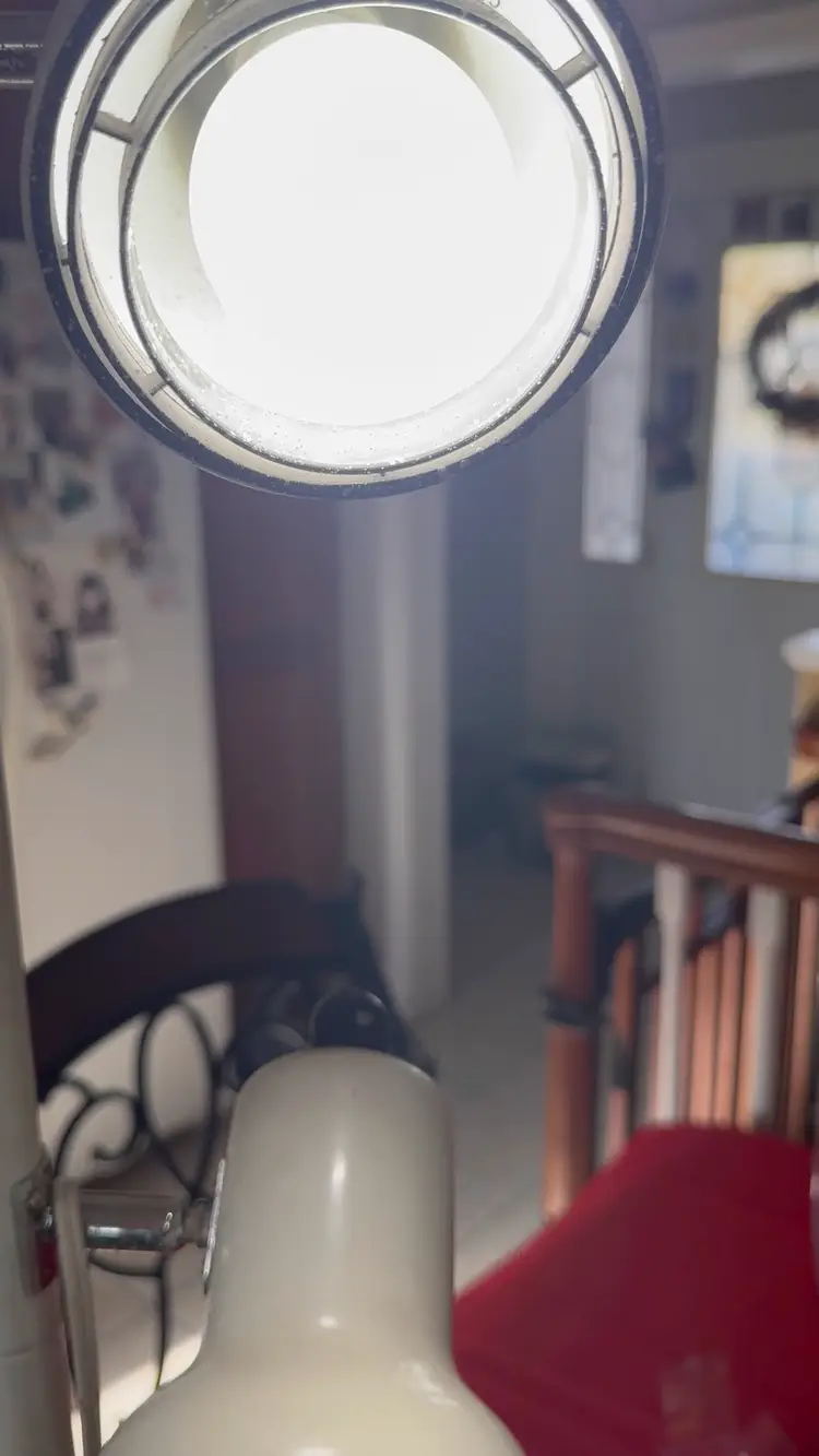 Christmas Peacock Spider Daddy Long Legs 5” Wide