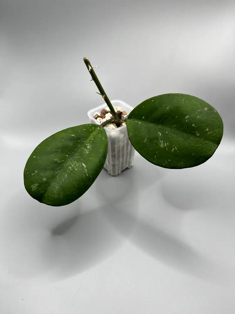 h obovata light splash - homemade pon!