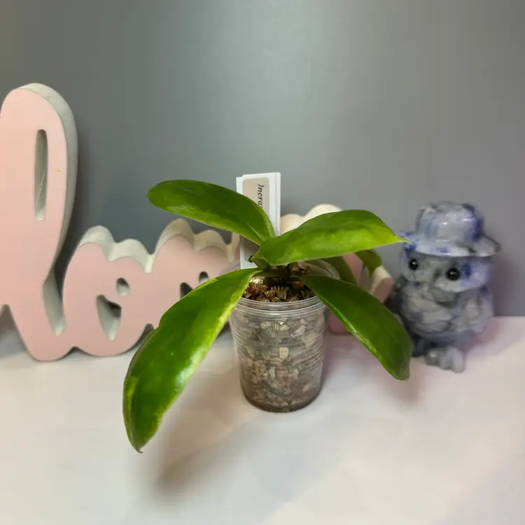 43 Incrassata Eclipse