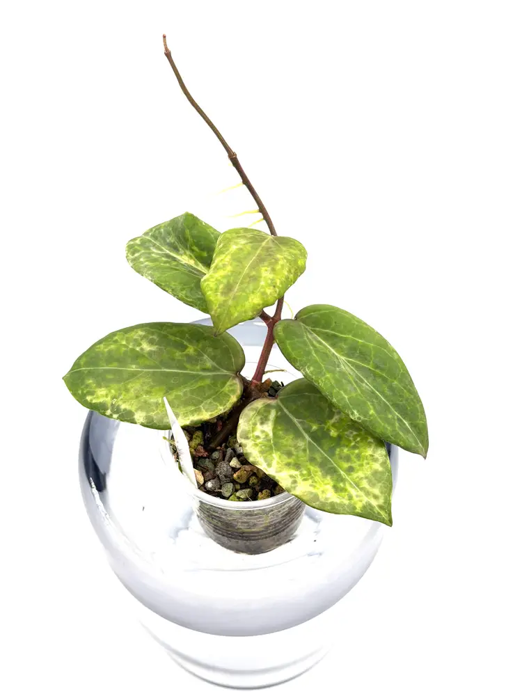 Hoya Swiffer's Nightmare + Bonus Cutting