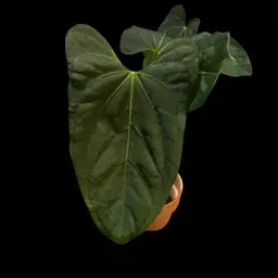 507 Anthurium lost tag (BVIT x Port vs Blue papi x port)