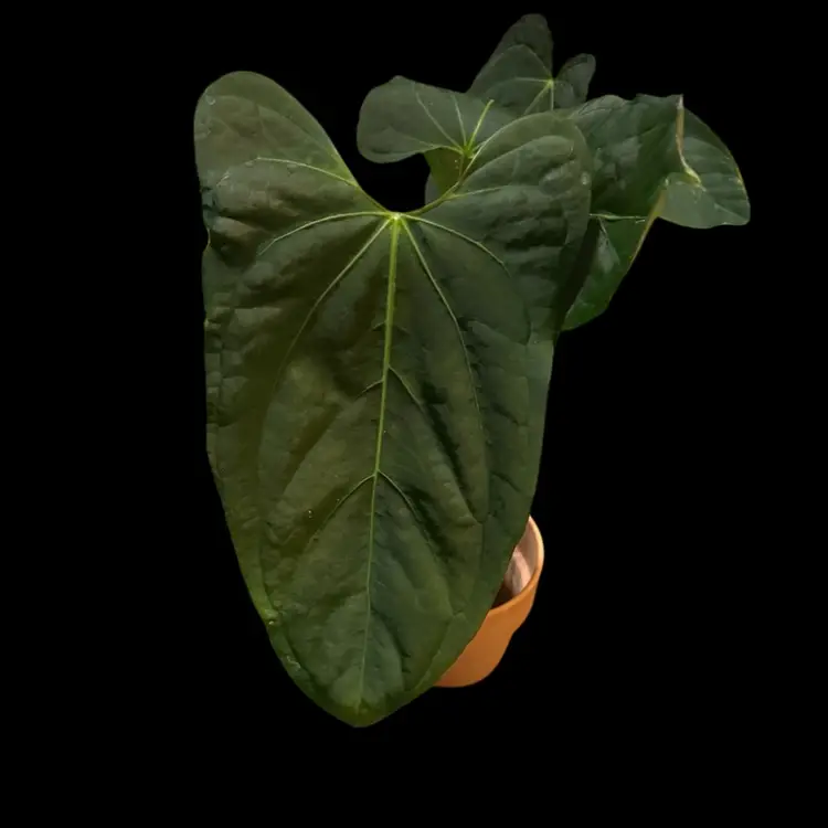 507 Anthurium lost tag (BVIT x Port vs Blue papi x port)