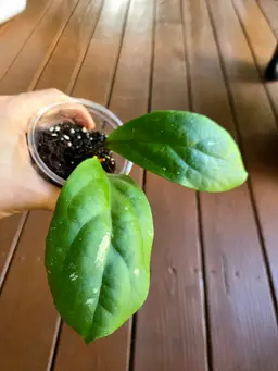 Hoya RHM937 AH733 X Rigida epc605