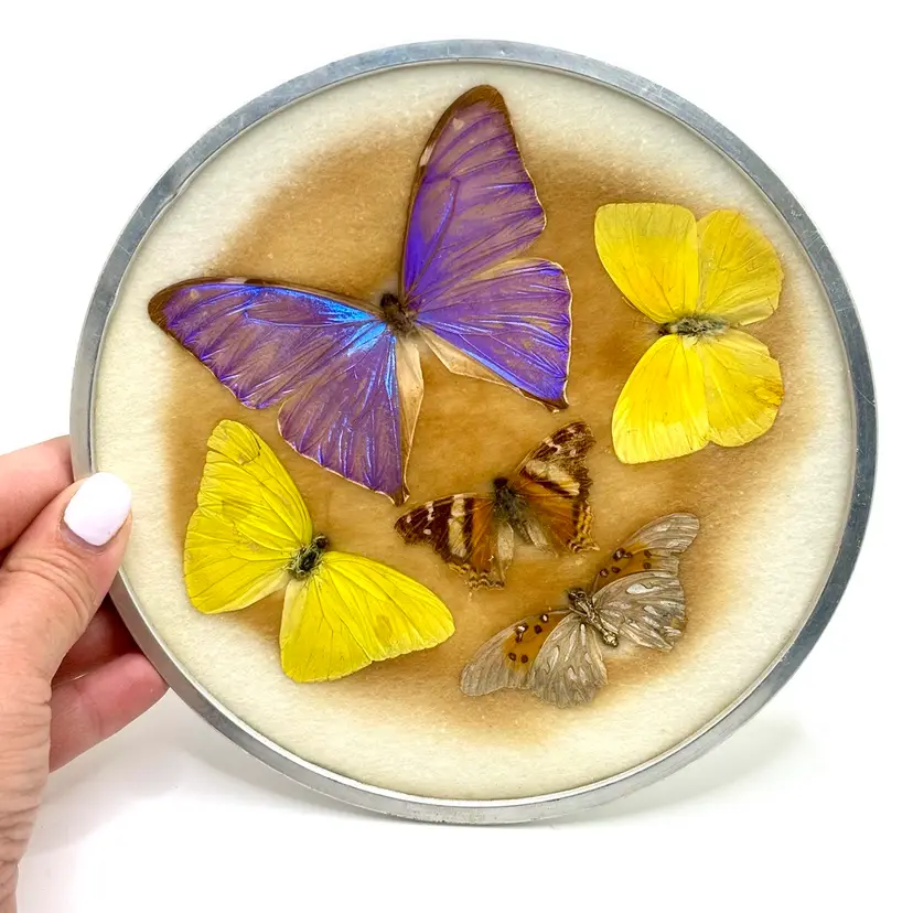 Vintage Butterflies Wall Hanging Silver Tone Taxidermy 6.5”