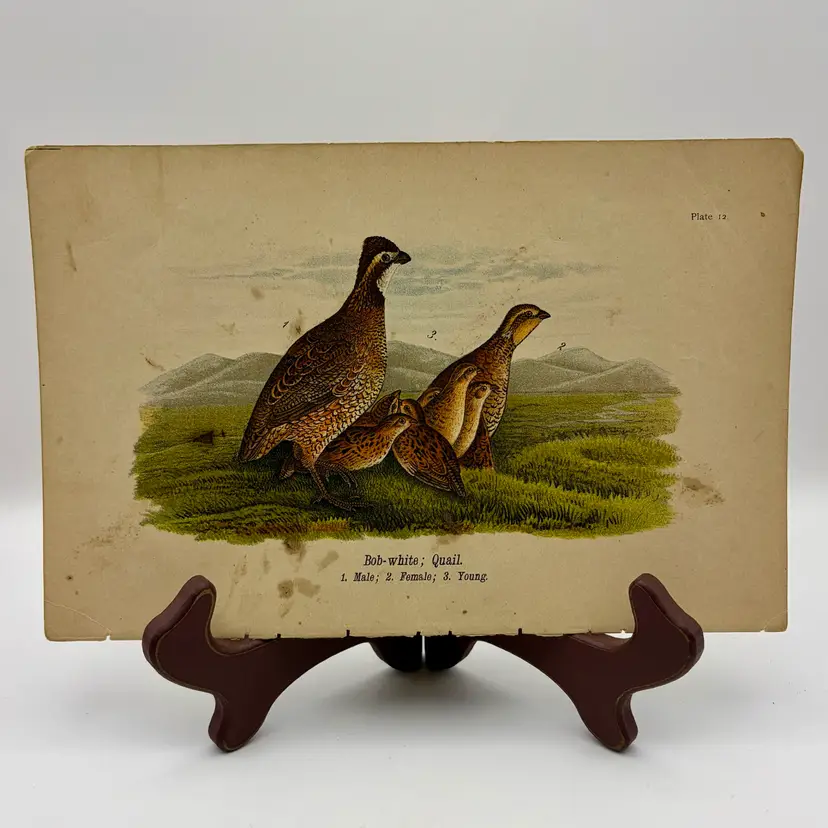 “Bob-white; Quail”, Male/Female/Young, c.1890, Color Plate Engraving, Plate 12, From An Antique Book