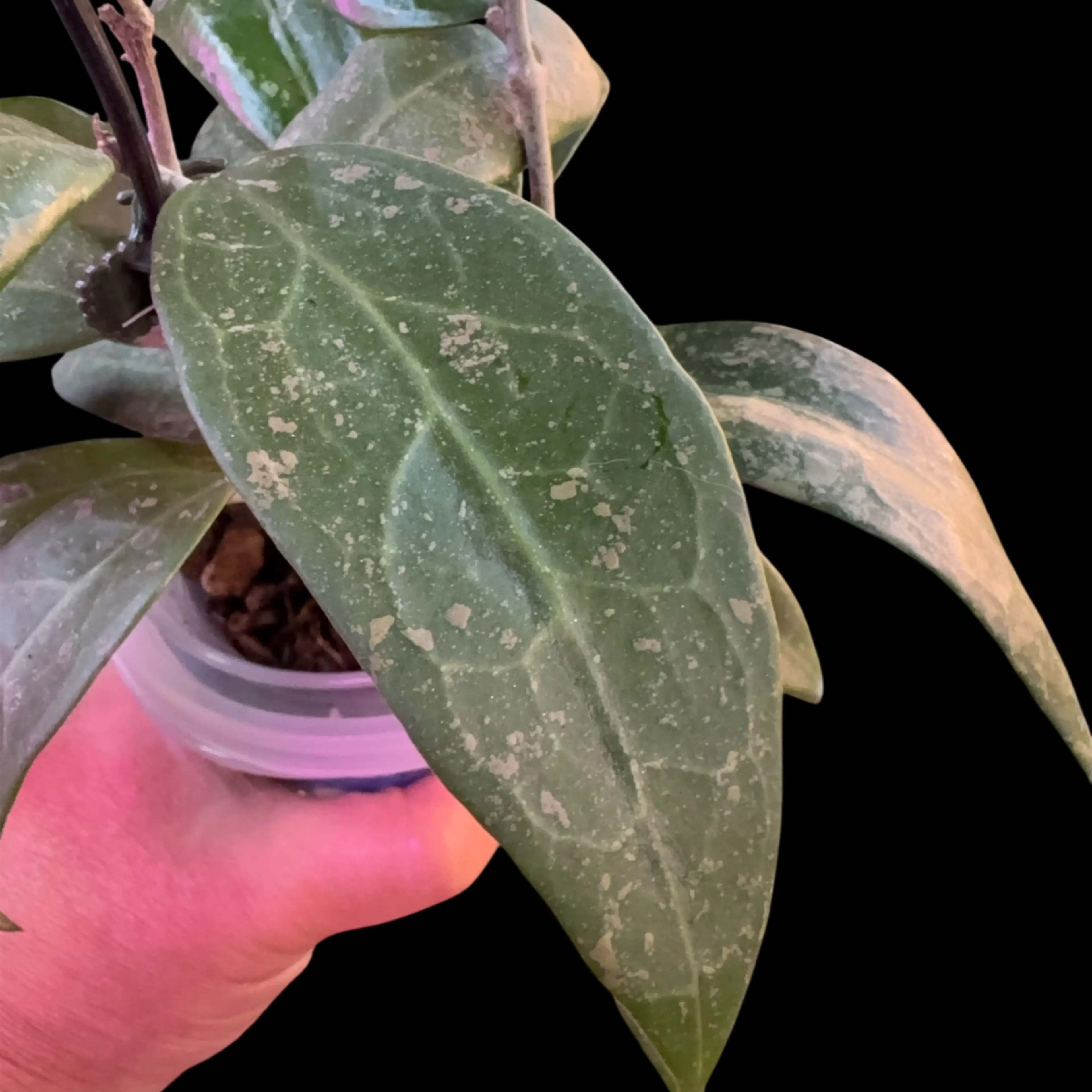 Image 2 of 2