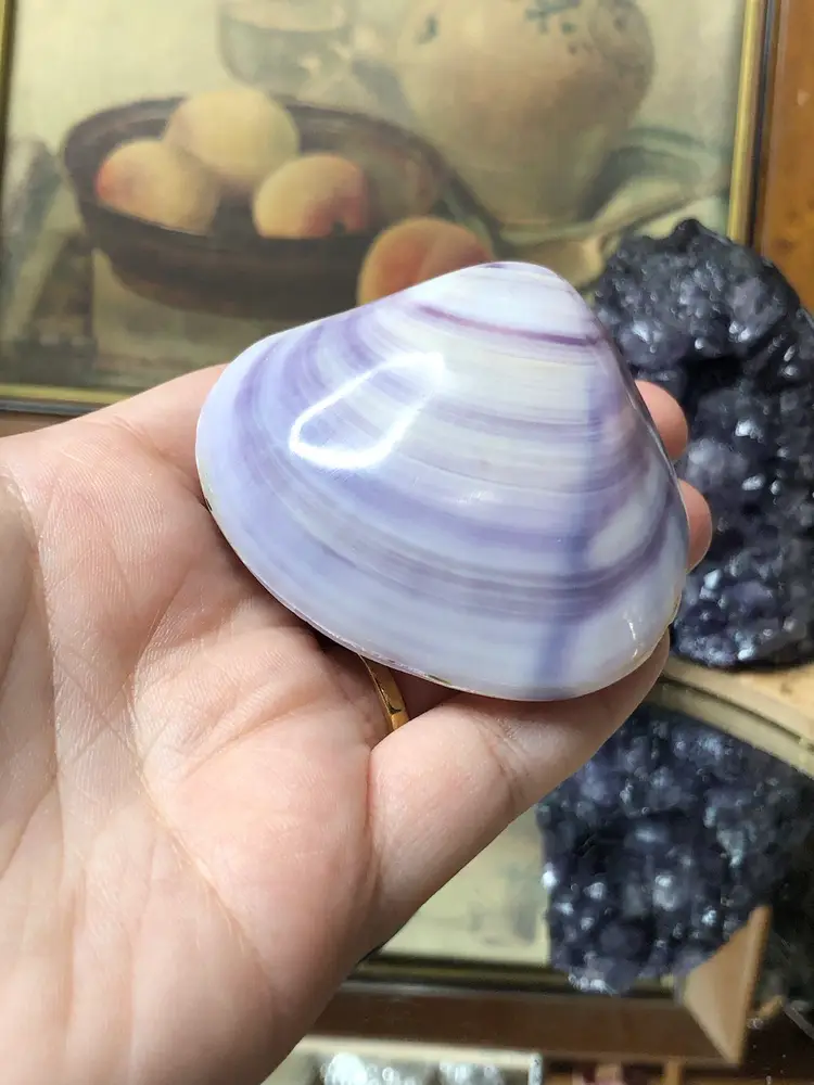 1 Natural Shell, Dyed Purple 🐚