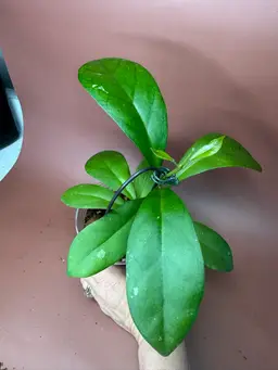 AH ‘Natta’ x unk. RHM2573-JLC1