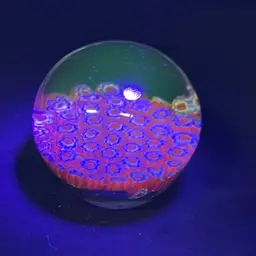 Vintage Flower Blue White And Red Millefiori Paper Weight glows green