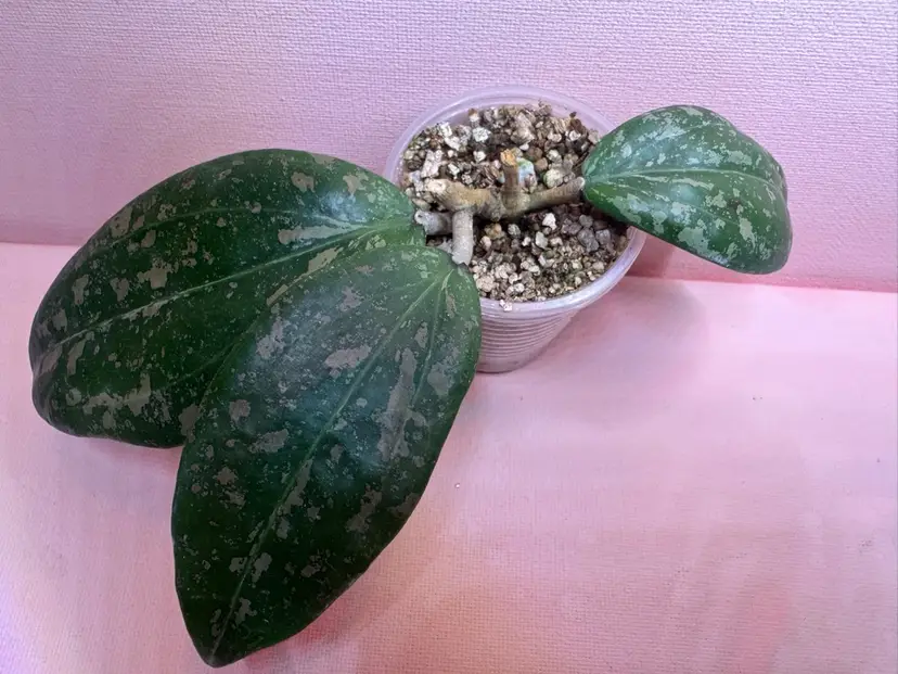 H. Verticillata ‘Round Leaf’ DMW-001-C