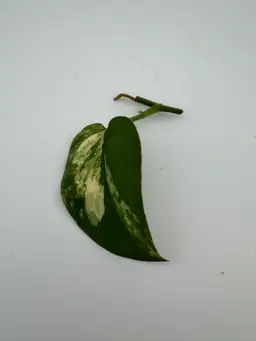 Scindapsus Yellow Phoenix Cutting